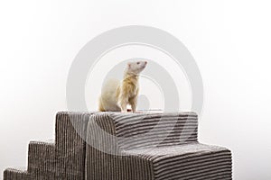 Lyra Female Albino Ferret with Ruby Eyes