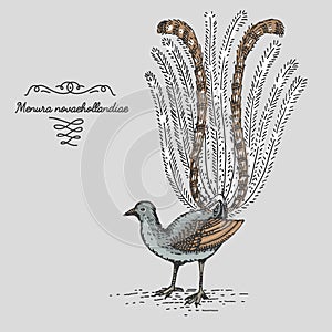 Lyrebird engraved, hand drawn vector illustration in woodcut scratchboard style, vintage drawing species.