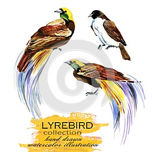 Lyrebird hand drawn watercolor illustration set