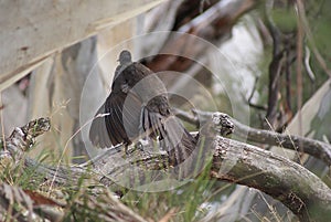 Lyrebird on a log