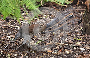 A Lyrebird scratching for worms.