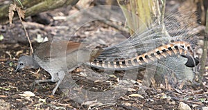 Lyrebird