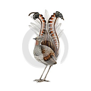 Lyrebird watercolor illustration. Realistic lyre bird australia endemic wildlife animal. Lyrebird male single australian