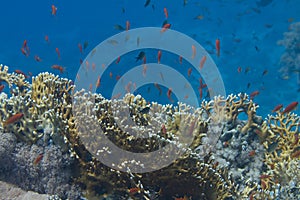 Lyretail Anthias and Arabian Chromis with Net Fire Coral in Red Sea