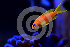 Lyretail Anthias Coralfish - Pseudanthias squamipinnis