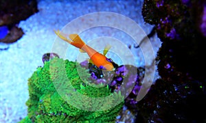 Lyretail Anthias Coralfish - Pseudanthias squamipinnis
