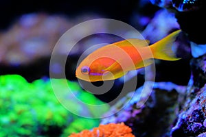 Lyretail Anthias Coralfish - Pseudanthias squamipinnis