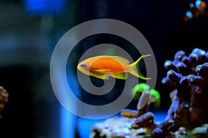 Lyretail Anthias Coralfish - Pseudanthias squamipinnis