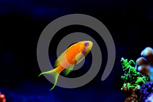 Lyretail Anthias Coralfish - Pseudanthias squamipinnis