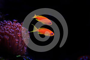 Lyretail Anthias Coralfish - Pseudanthias squamipinnis photo