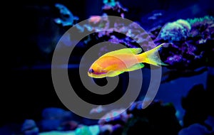 Lyretail Anthias Coralfish - Pseudanthias squamipinnis photo