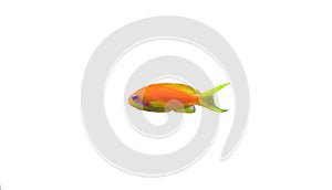 Lyretail Anthias Coralfish - Pseudanthias squamipinnis photo