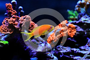 Lyretail Anthias Coralfish - Pseudanthias squamipinnis