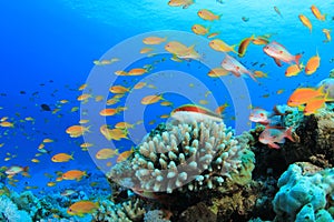 Lyretail Anthias Fish