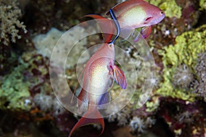 Lyretail anthias in the Red Sea.