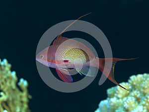 Lyretail anthias photo