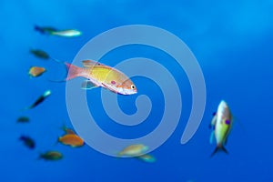 Lyretail Anthias in Red Sea Underwater Scene