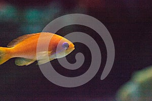 Lyretail fairy basslet fish Pseudanthias squamipinnis