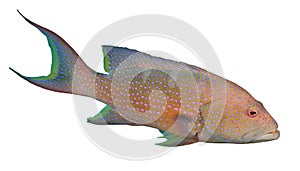 Lyretail Grouper photo