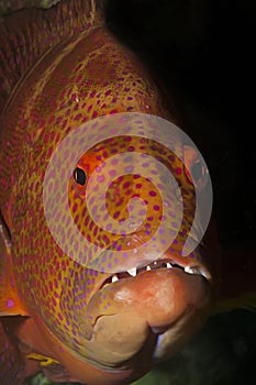 Lyretail grouper. Variola louti photo