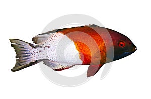 Lyretail hogfish