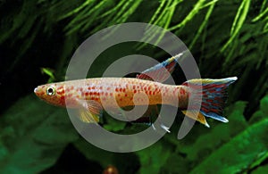Lyretail Killifish, aphyosemion australe, Adult photo