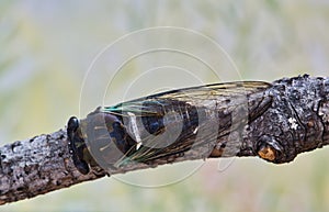 Lyric Cicada (Neotibicen lyricen) dorsal view on tree branch in Houston, TX.