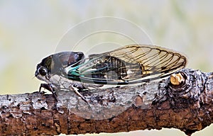 Lyric Cicada (Neotibicen lyricen) side view on tree branch in Houston, TX.