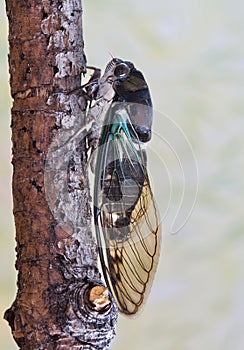 Lyric Cicada (Neotibicen lyricen) side view on tree branch in Houston, TX.