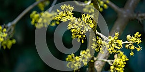 Lyric twig cornelian cherry with yellow flowers on grey blurred with bokeh background. Soft selective macro focus Cornus mas