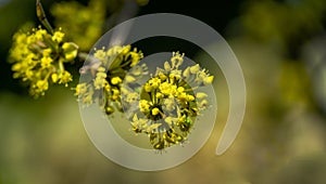 Lyric twig  cornelian cherry with yellow flowers on grey blurred with bokeh background. Soft selective macro focus Cornus mas