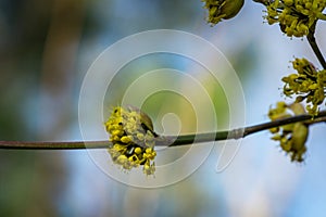 Lyric twig cornelian cherry with yellow flowers on grey blurred with bokeh background. Soft selective macro focus Cornus mas blos