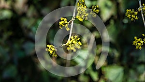 Lyric twig  cornelian cherry with yellow flowers on grey blurred with bokeh background. Soft selective macro focus Cornus mas blos