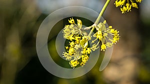 Lyric twig  cornelian cherry with yellow flowers on grey blurred with bokeh background. Soft selective macro focus Cornus mas blos