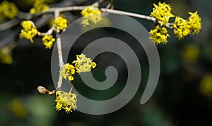 Lyric twig with yellow flowers on  blurred with bokeh background. Soft selective macro focus cornelian cherry blossom