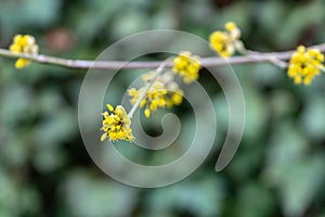 Lyric twig with yellow flowers on blurred ivy Hedera helix background. Soft selective macro focus cornelian cherry blossom