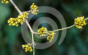 Lyric twig with yellow flowers on green blurred with bokeh background.