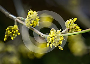 Lyric twig with yellow flowers on green blurred with bokeh background. Soft selective macro focus cornelian cherry blossom
