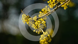 Lyric twig with yellow flowers on grey blurred with bokeh background