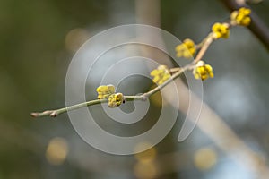 Lyric twig with yellow flowers on grey blurred with bokeh background. Soft selective macro focus cornelian cherry blossom Cornus