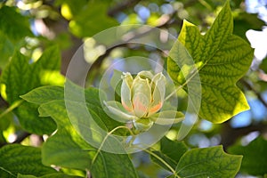 Lyriodendron tulip tulip tree Liriodendron tulipifera L.. Flower and leaves