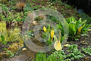 Lysichiton americanus - American Skunk-cabbage, Hidcote Gardens, Gloucestershire, England, UK. photo