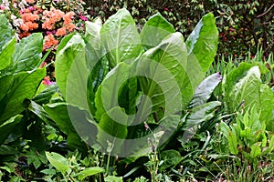 Lysichiton americanus - American Skunk-cabbage, Secret Gardens, Norfolk, England, UK