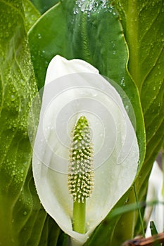 Lysichiton camtschatcense (L.) Schott