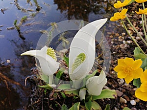 Lysichiton camtschatcensis, Asian skunk cabbage