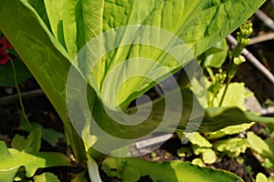 Lysichiton camtschatcensis, Asian skunk-cabbage,spring freshness photo