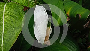 Lysichiton camtschatcensis
Plant photo