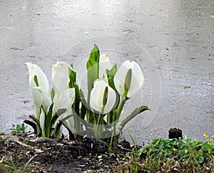 Lysichiton of Kamchatka, Lysichiton camtschatcensis, during flowering photo