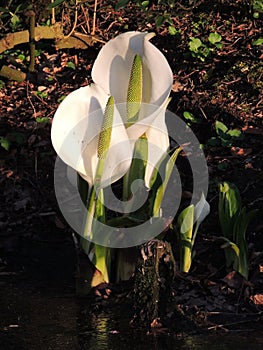 Lysichiton of Kamchatka, Lysichiton camtschatcensis, during flowering photo