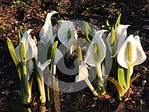 Lysichiton of Kamchatka, Lysichiton camtschatcensis, during flowering photo